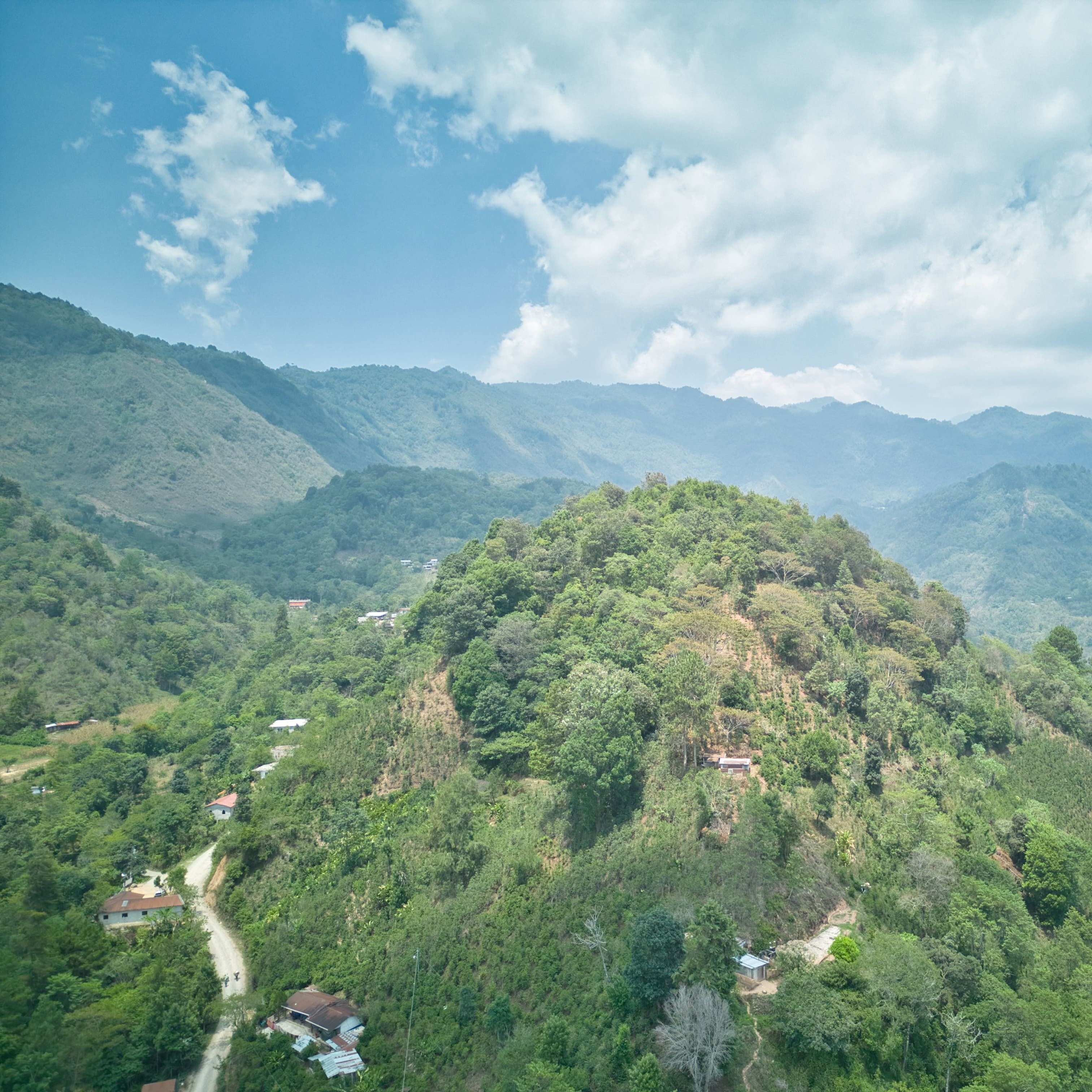 グアテマラ　エル・センデロ農協 ハミングバード