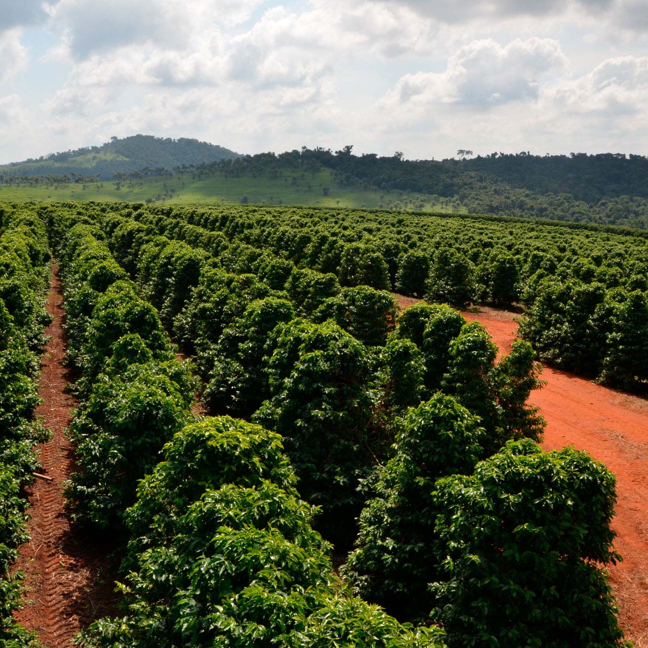 ブラジル ローリナ