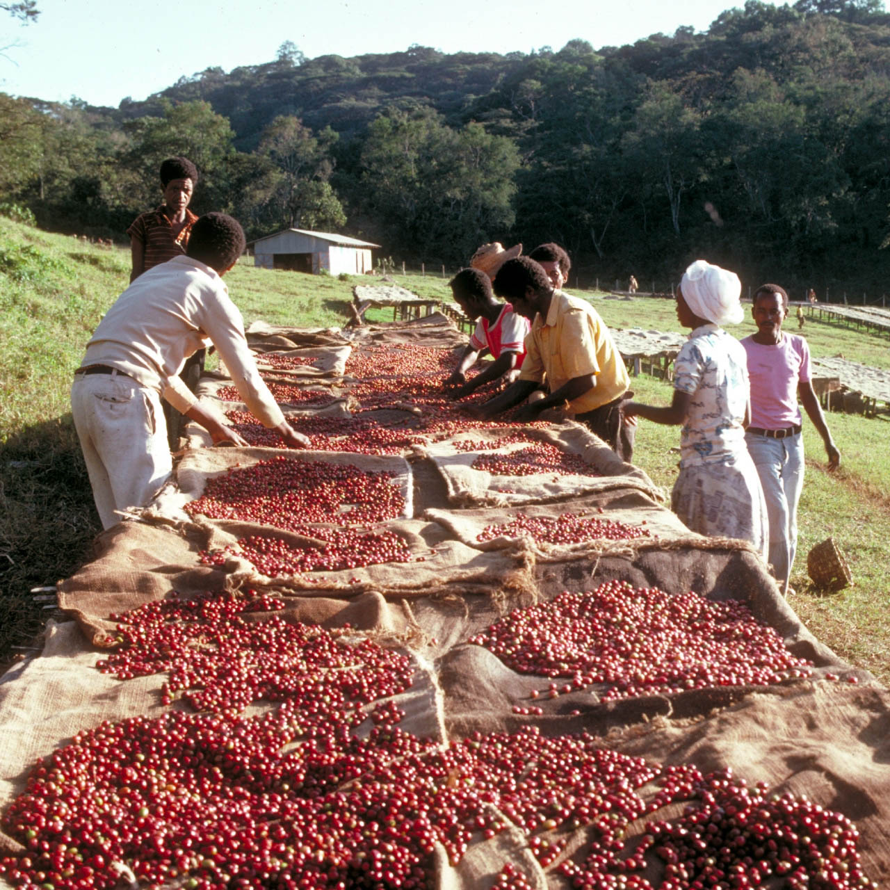 エチオピア ナチュラル